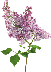 Lilac PNG-85139